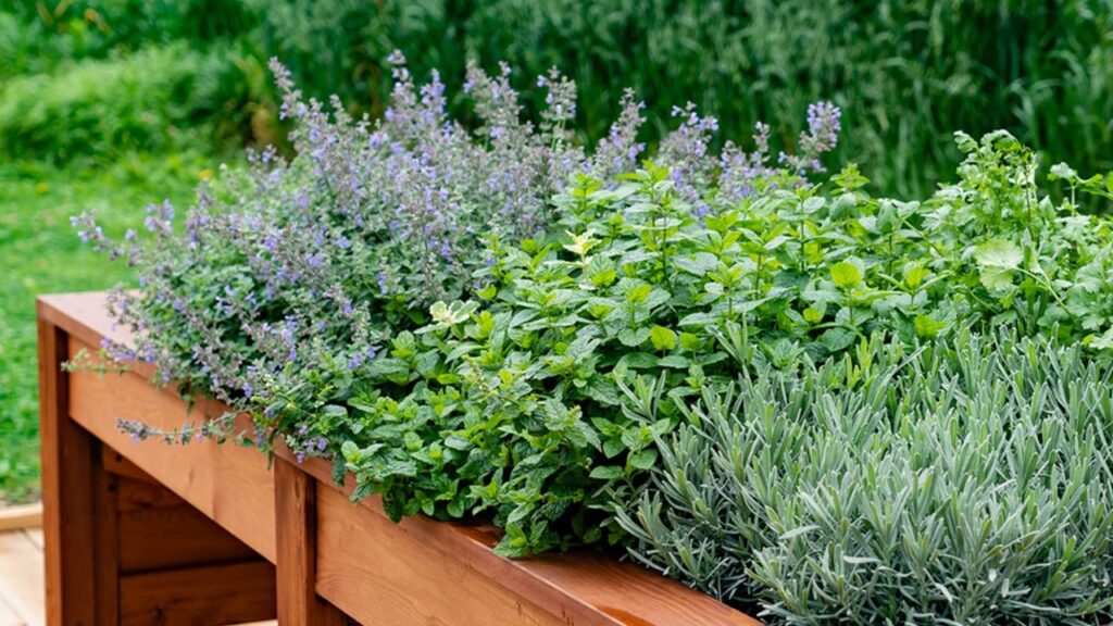 The Everyday Rewards of Growing Your Own