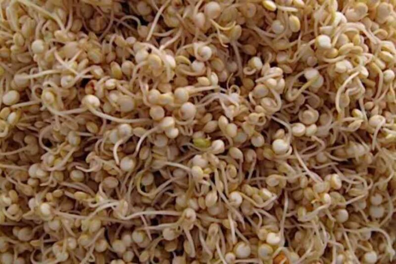 Unlock the Power of Sprouted Quinoa