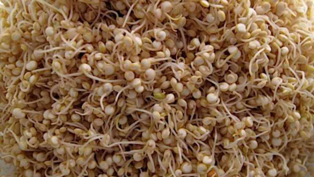 Unlock the Power of Sprouted Quinoa