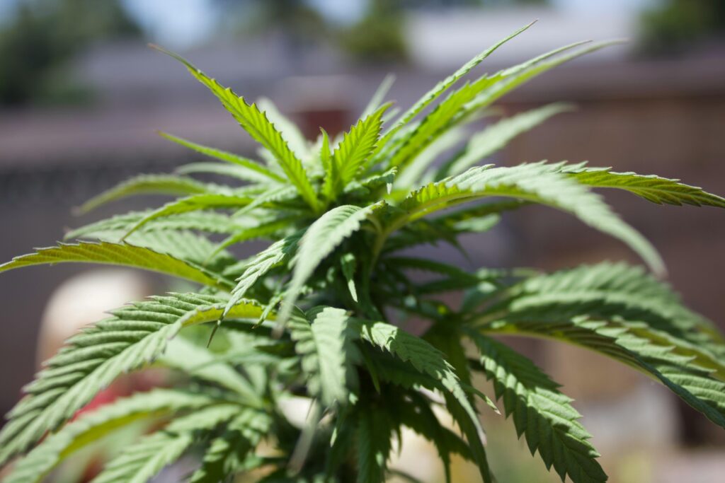 So, What Exactly IS a Fake Weed Plant?