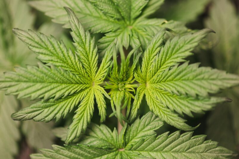 Fake Weed Plant: Your No-Fuss Ticket to Cool Cannabis Vibe
